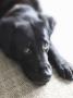 Close Up Of Black Lab Lying On Carpet by Will Datene Limited Edition Pricing Art Print