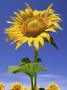 Sunflower by Tom Bol Limited Edition Print