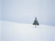 Lone Pine Tree In Middle Of Snow by Satoshi Ishizu Limited Edition Print