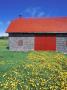 Red Roofed Barn And Dandelions, Gaspe Peninsula, Quebec, Canada by Chris Cheadle Limited Edition Pricing Art Print