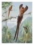Two Competing Male Sicklebills Display Wing Feathers For A Female by National Geographic Society Limited Edition Print