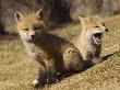 Red Fox Cubs, Yellowknife, Nt by David Prichard Limited Edition Pricing Art Print