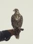 Falcon Resting On Handlers Arm by John J. Lee Limited Edition Print