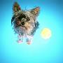 Yorkshire Terrier With Tennis Ball by Rodrigo Moreno Limited Edition Print