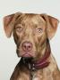 Pit Bull Terrier by Brian Summers Limited Edition Print