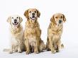 Three Golden Retrievers by Julia Christe Limited Edition Print