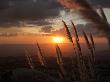 Reed Grass Lit By Sunset by Kathrin Ziegler Limited Edition Print