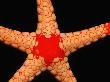 Red-Mesh Starfish (Fromia Monilis), Maldives. by Reinhard Dirscherl Limited Edition Pricing Art Print