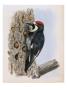A Painting Of A California Woodpecker Clinging To A Tree Trunk by Louis Agassiz Fuertes Limited Edition Pricing Art Print