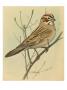 A Painting Of A Lark Sparrow Perched On A Tree Branch by Louis Agassiz Fuertes Limited Edition Print