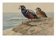 A Painting Of A Pair Of Harlequin Ducks by Louis Agassiz Fuertes Limited Edition Print