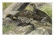 A Painting Of A Male And Female Dusky Grouse by Louis Agassiz Fuertes Limited Edition Print