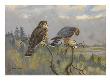A Painting Of An Adult Male And Immature Female Pigeon Hawk by Allan Brooks Limited Edition Print