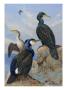 A Painting Of Several Species Of Cormorant Seated On Rocks by Allan Brooks Limited Edition Pricing Art Print