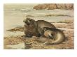 Painting Of Two Northern Sea-Elephants, Or Elephant Seals by Louis Agassiz Fuertes Limited Edition Pricing Art Print