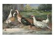 A Painting Of Several Species Of Runner Ducks And Muscovy Ducks by Hashime Murayama Limited Edition Print