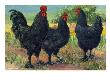 A View Of Three Massive Black Langshans. by National Geographic Society Limited Edition Pricing Art Print