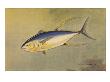 A Painting Of The Rare Allison Tuna. by National Geographic Society Limited Edition Print