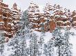 Snow-Covered Forest And Hoodoos by Pat O'hara Limited Edition Print