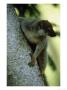Common Brown Lemur, Madagascar by Patricio Robles Gil Limited Edition Pricing Art Print