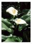 Arum Lily, South Africa by Geoff Kidd Limited Edition Print
