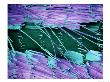 Butterfly Wing Scales by Manfred Kage Limited Edition Print