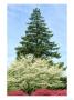 Azalea, Dogwood And Norway Spruce Tree by Mark Hamblin Limited Edition Print