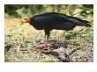 Lesser Yellow Headed Vulture, Feeding, Tambopata River, Peruvian Amazon by Mark Jones Limited Edition Print