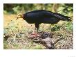 Lesser Yellow Headed Vulture, Feeding, Tambopata River, Peruvian Amazon by Mark Jones Limited Edition Print