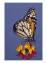 Monarch Butterfly by Brian Kenney Limited Edition Print