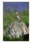 Common Sandpiper, Adult On Rock, Scotland by Mark Hamblin Limited Edition Print