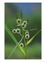 Branched Bur-Reed, Showing Bur-Like Fruits, Uk by Mark Hamblin Limited Edition Print