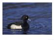 Tufted Duckaythya Fuliguladrake On Wateruk by Mark Hamblin Limited Edition Pricing Art Print