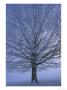 Beech Tree In Winter, Hoar Frost On Branches, Derbyshire, Uk by Mark Hamblin Limited Edition Pricing Art Print