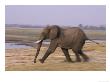 African Elephant, Running, Botswana by Mark Hamblin Limited Edition Print