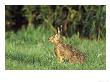Brown Hare, Sat In Meadow, Uk by Mark Hamblin Limited Edition Print