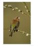 Chaffinch, South Yorks by Mark Hamblin Limited Edition Print