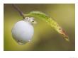 Snowberry, Close Up Of Berry, Scotland by Mark Hamblin Limited Edition Pricing Art Print
