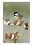 Coal Tit, Adult Perched On Larch Cones In Winter, Scotland, Uk by Mark Hamblin Limited Edition Print