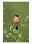 Bullfinch, Pyrrhula Pyrrhula Male On Willow Yorkshire, Uk by Mark Hamblin Limited Edition Print