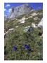 Trumpet Gentian In Mountain Habitat, Spain by Mark Hamblin Limited Edition Print