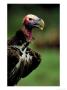 Lappetfaced Vulture At Umgeni River Bird Park, Kwazulu-Natal, South Africa by Roger De La Harpe Limited Edition Print