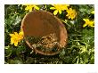 Common Toad In Flower Pots Amongst Celandine, Sheffield, Uk by Mark Hamblin Limited Edition Print
