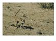 Meerkat, Approaching A Snake, Kalahari by David Macdonald Limited Edition Pricing Art Print