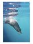 Galapagos Fur Seal, Cavorting Underwater, Galapagos by Mark Jones Limited Edition Print