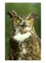 Great Horned Owl, Bubo Virginianus Close-Up Portrait, Calling, Usa by Mark Hamblin Limited Edition Pricing Art Print
