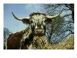 Longhorn Cattle, Uk by Mark Hamblin Limited Edition Print