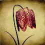 Crimson Fritillaria by Howard Waisman Limited Edition Print