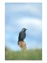 Jackdaw, Corvus Monedula Perched, October Strathspey, Scotland by Mark Hamblin Limited Edition Print