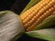 Cob Of Corn With Water Droplets, Australia by John Hay Limited Edition Print